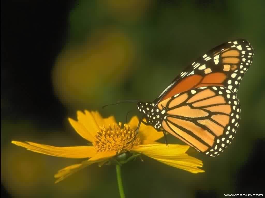 Papillons - 002